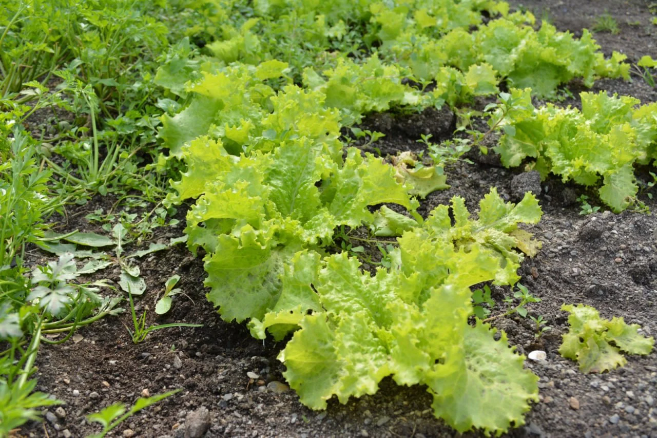 Lechuga- GOB