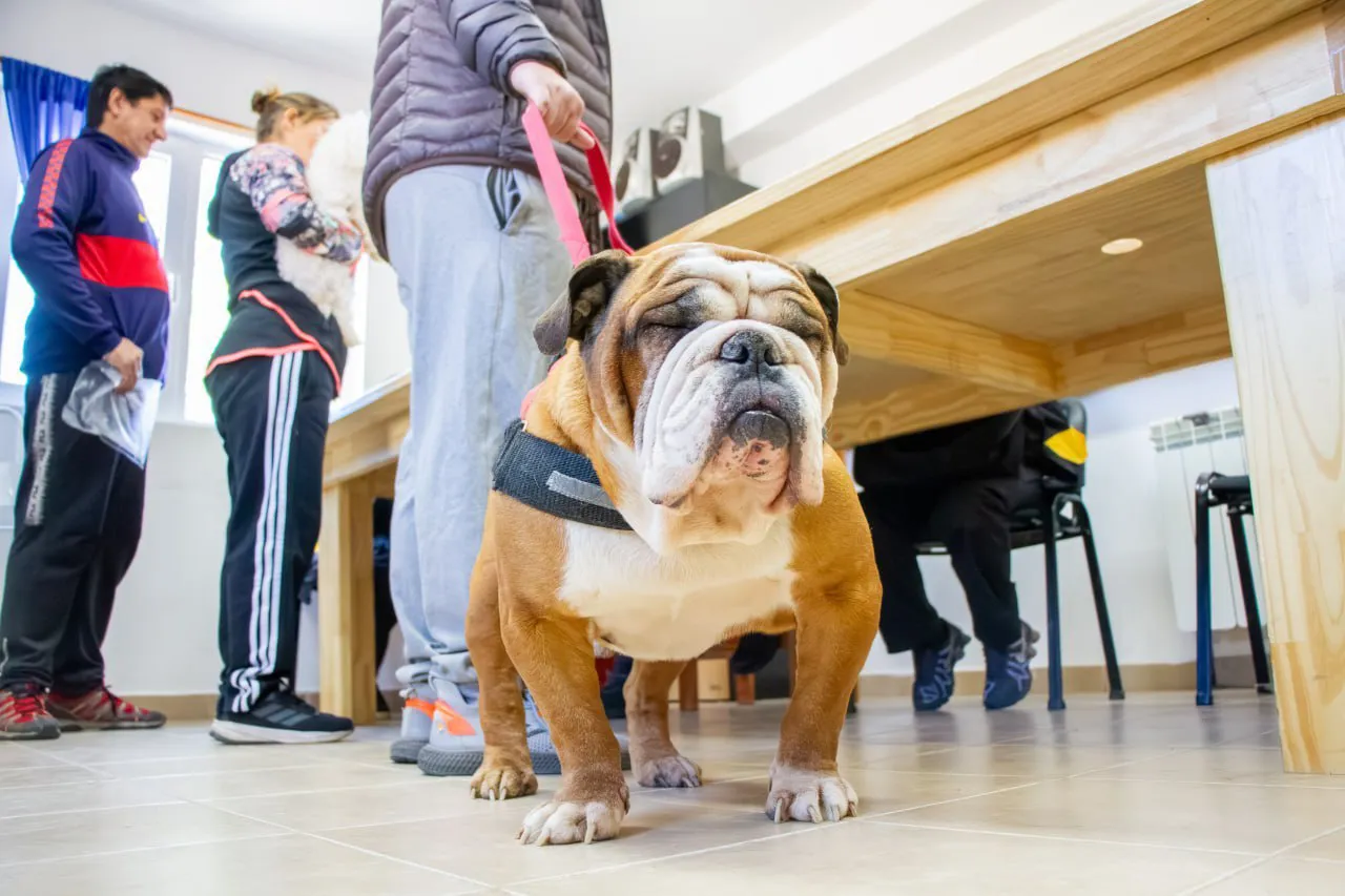 Jornada de vacunación y chipeo- Municipio de RG