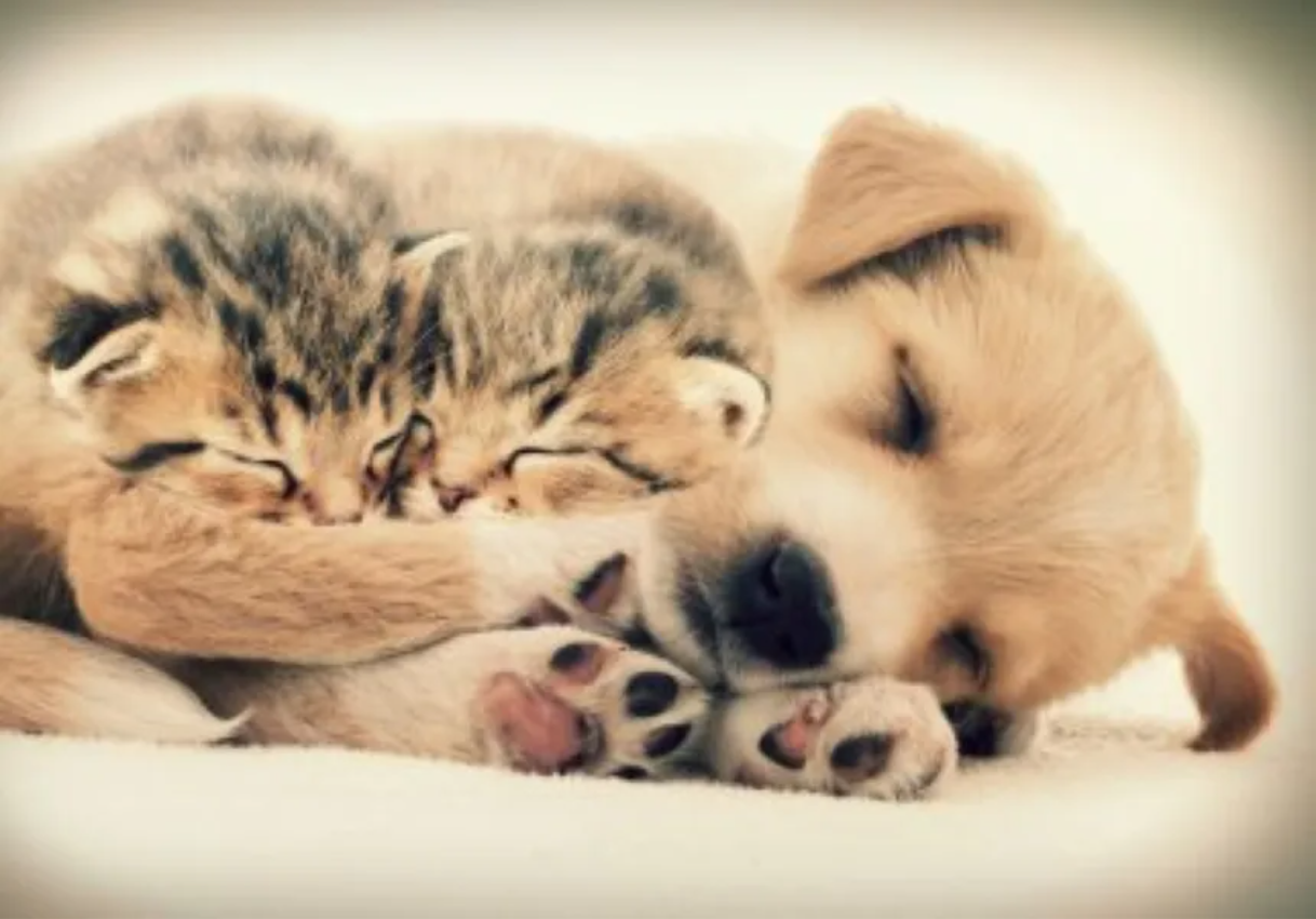Gato y perro bebé