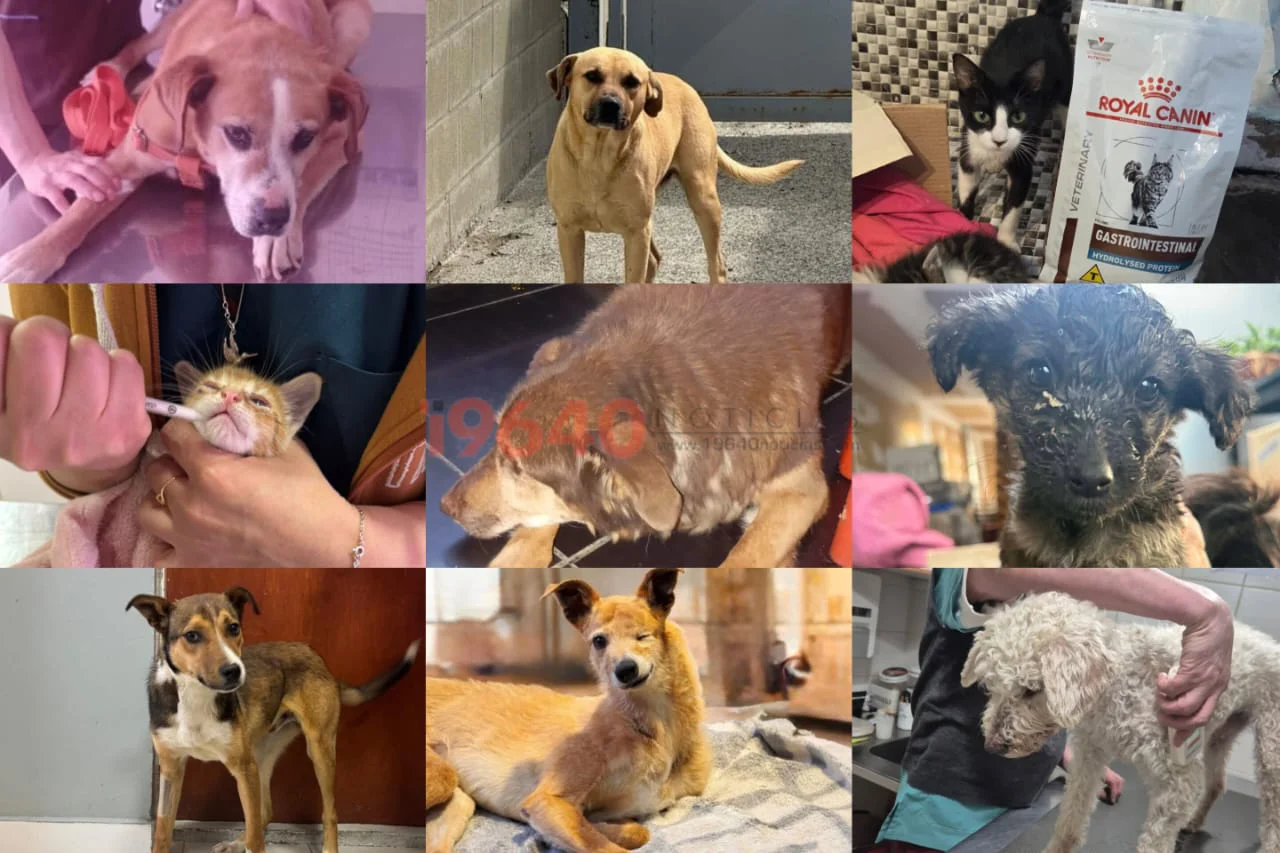 Protectoras animales