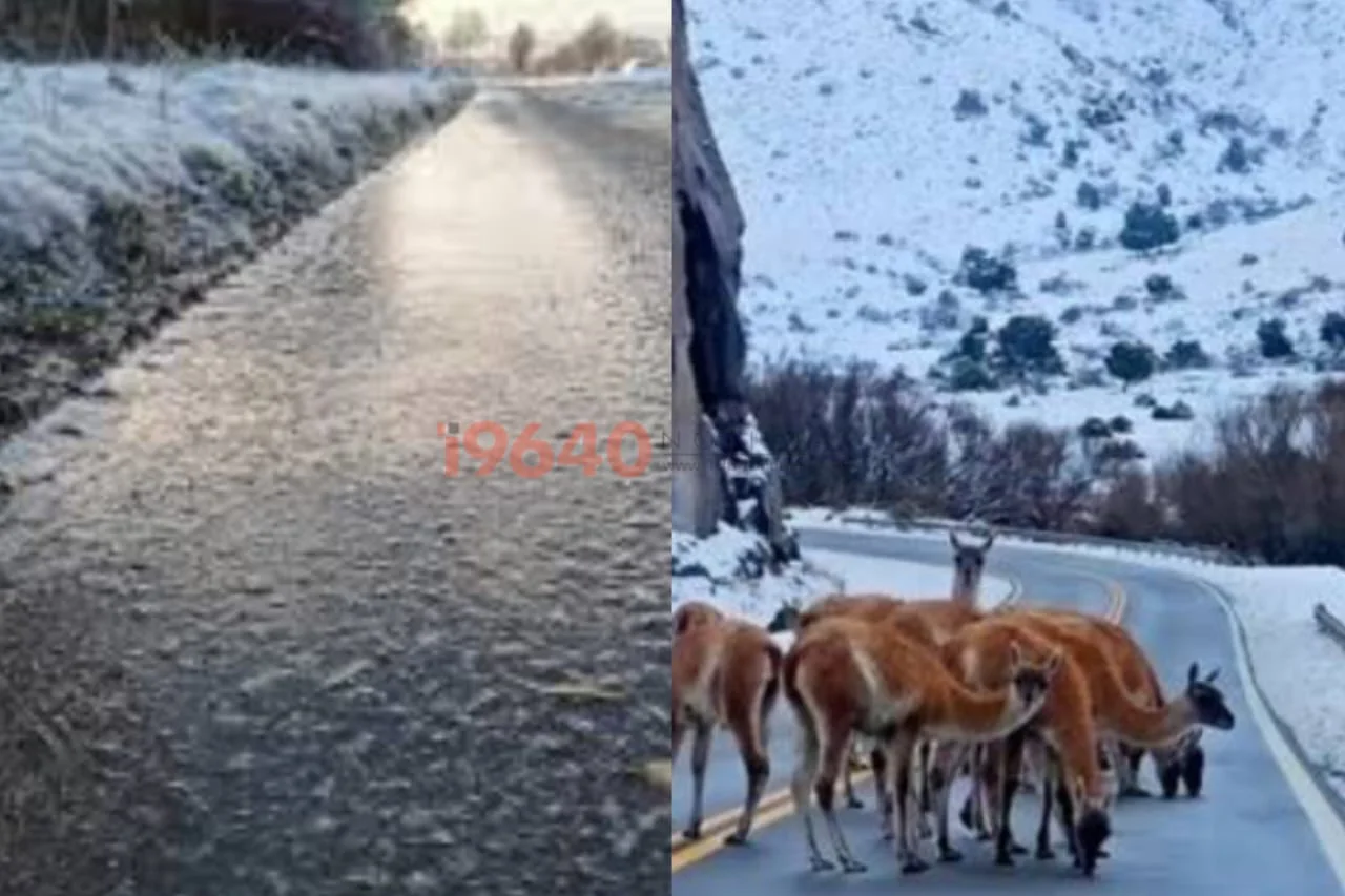 Hielo negro. guanacos