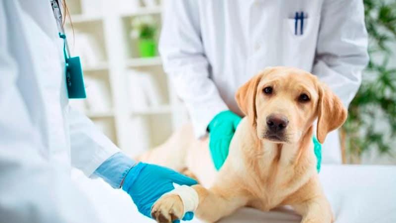 Castracion perros