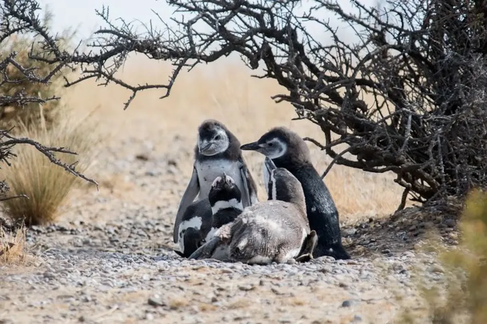 pingüinos de Magallanes