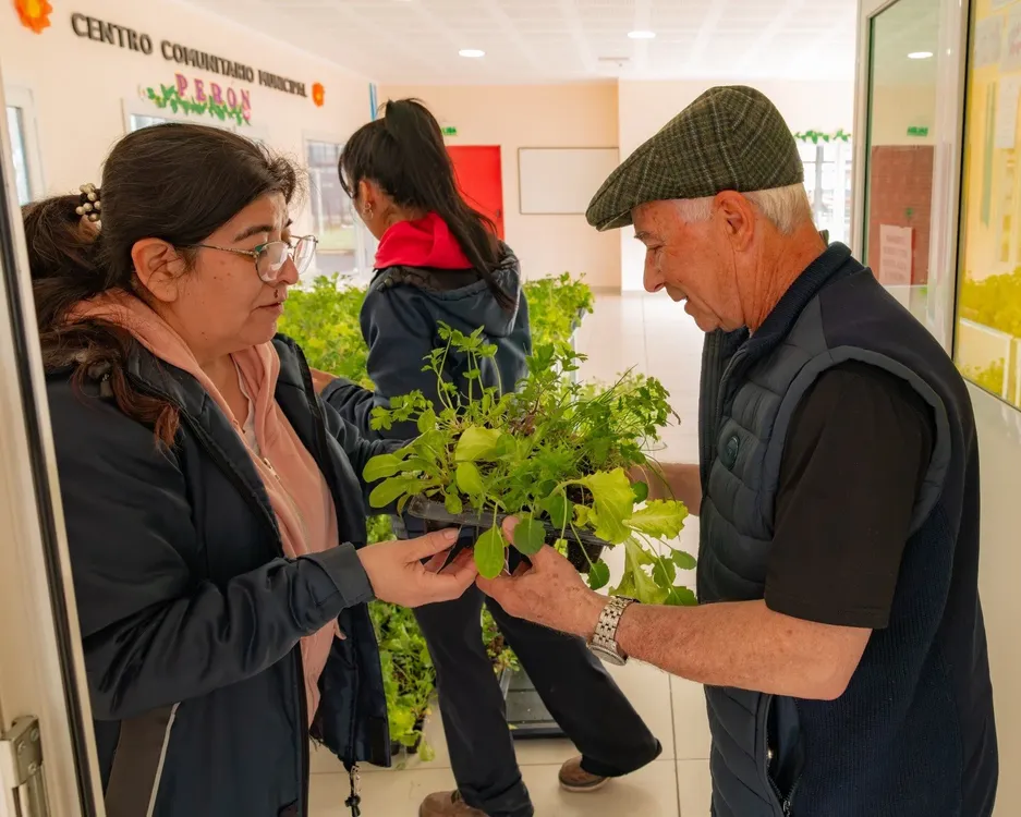 Enterga de plantines