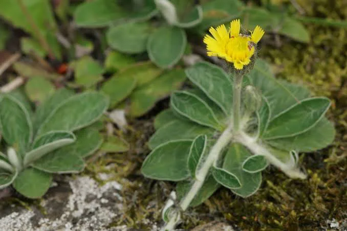 Flor amarilla