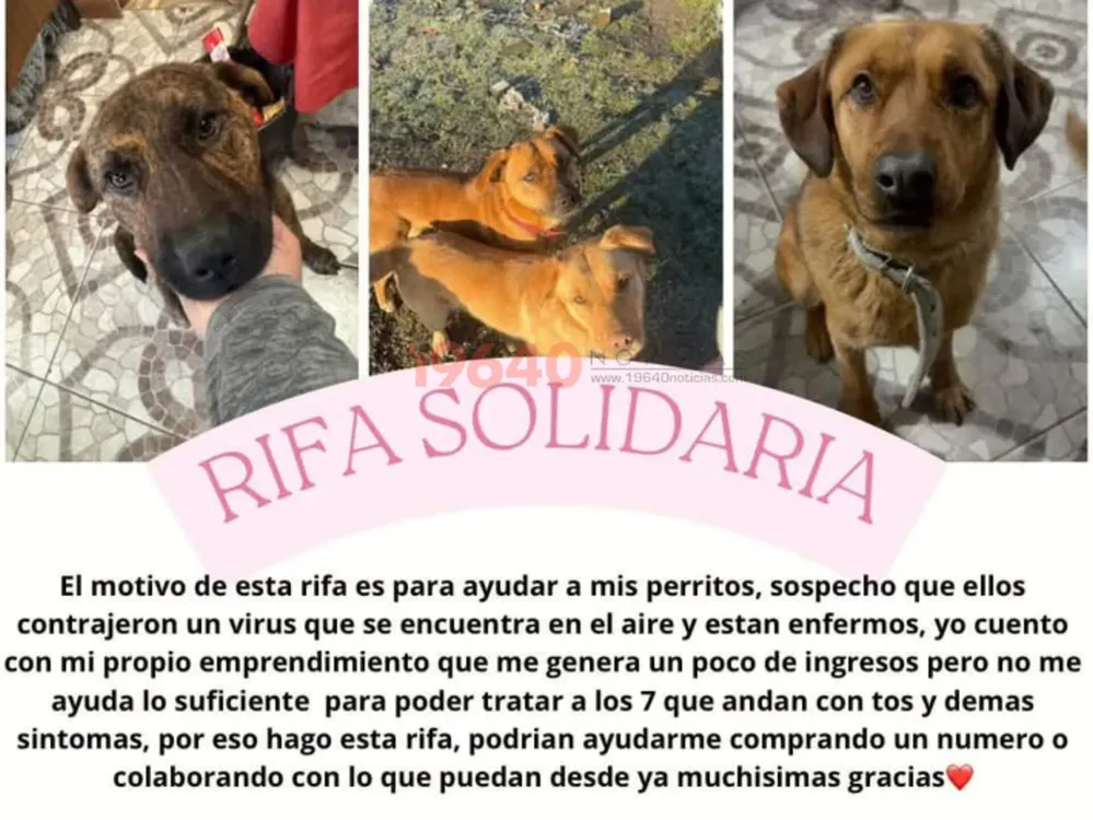 Rifa solidaria- perritos con moquillo