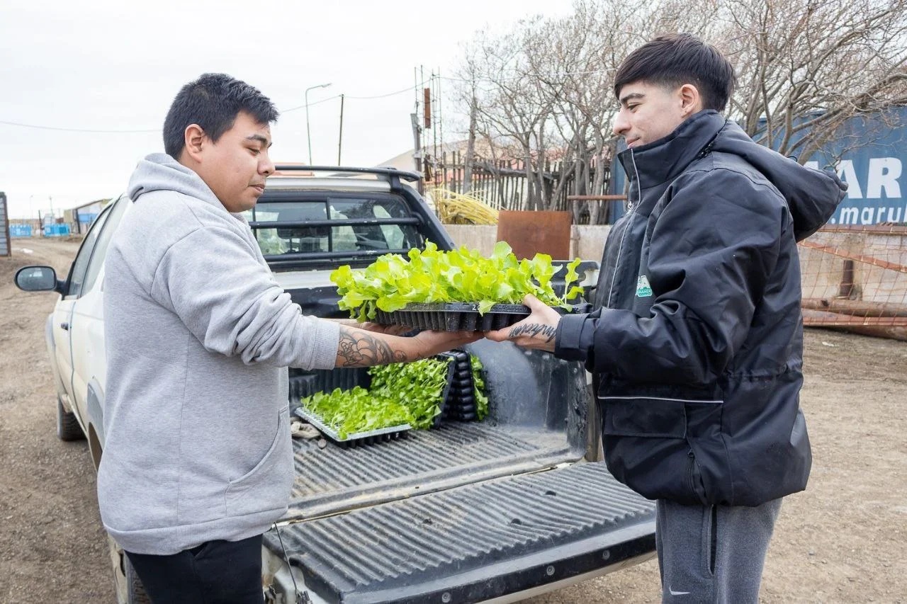 Entrega de plantines